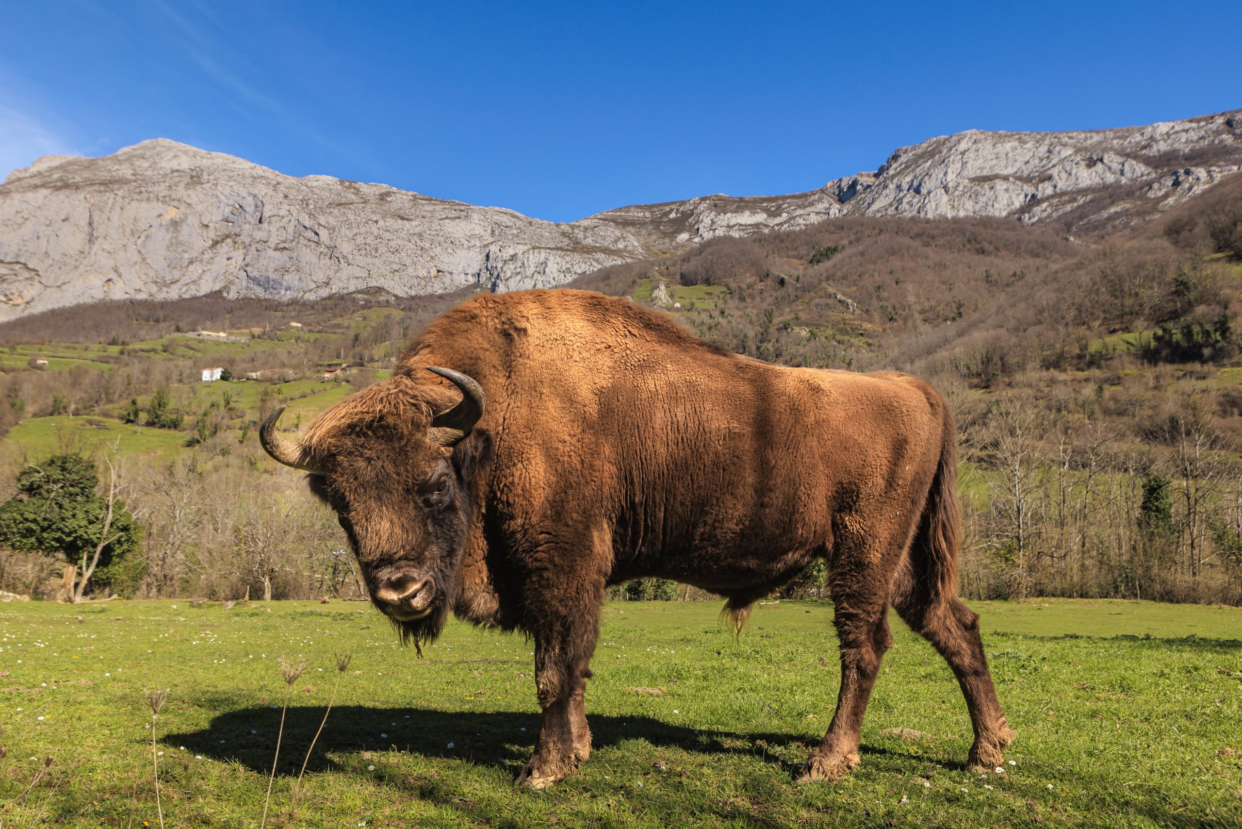 22. Cercado de animales